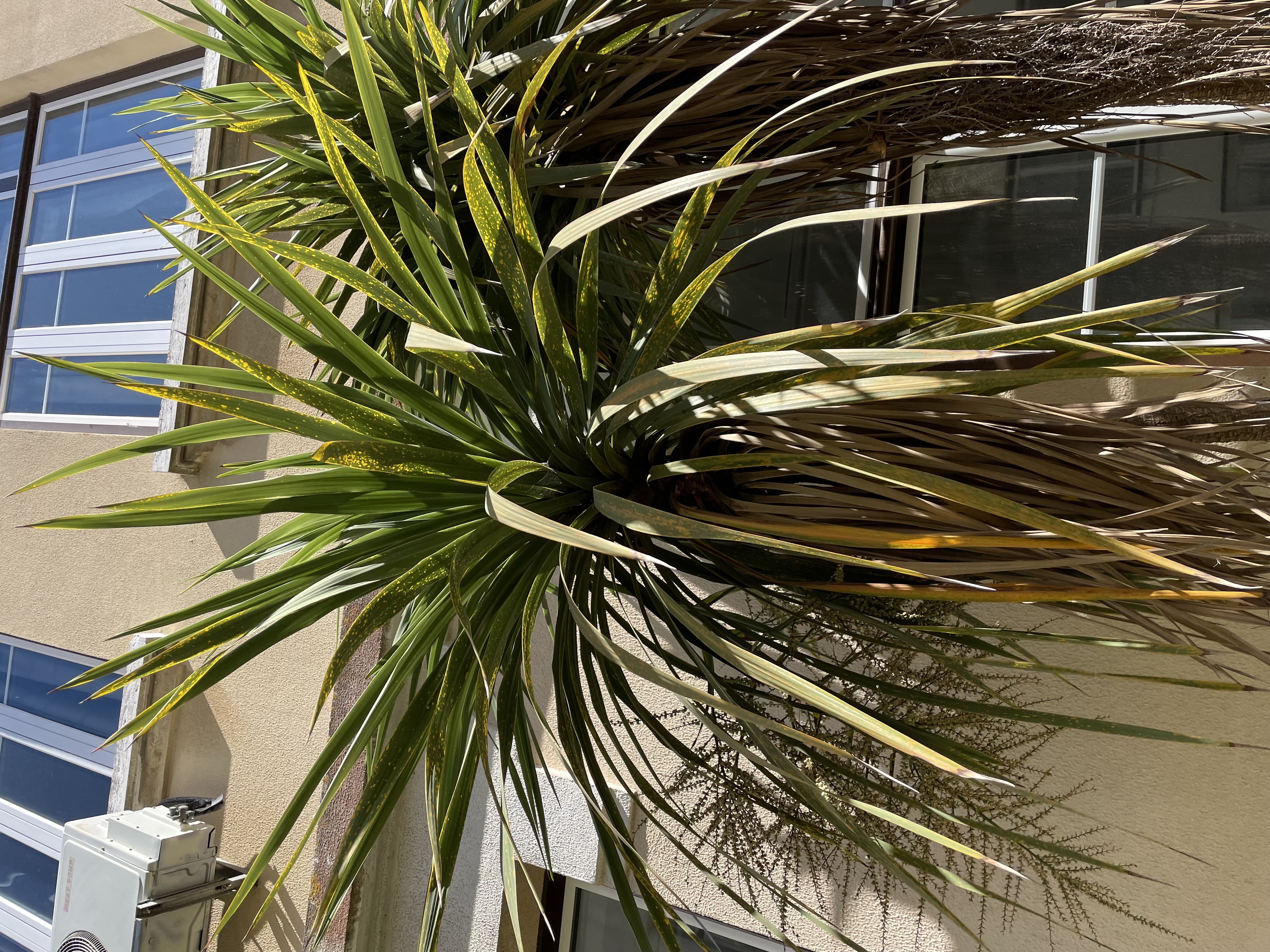 imagem planta